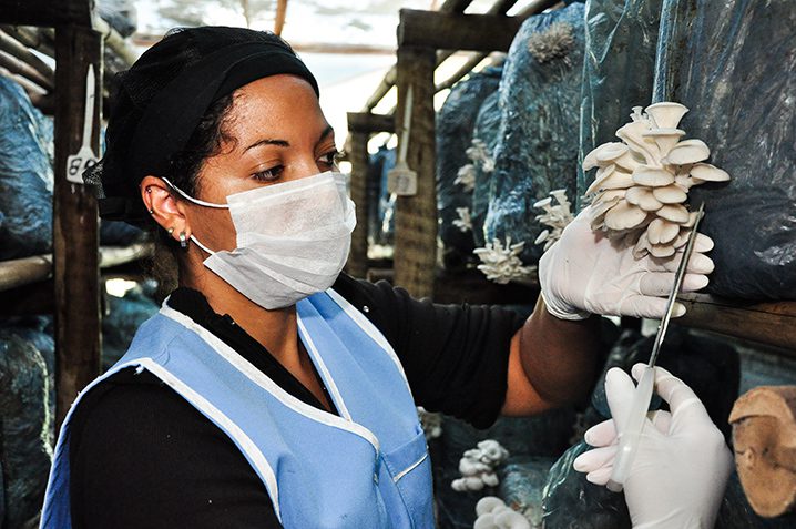 Cogumelos tipo Flórida Moça segurando cogumelo flórida
